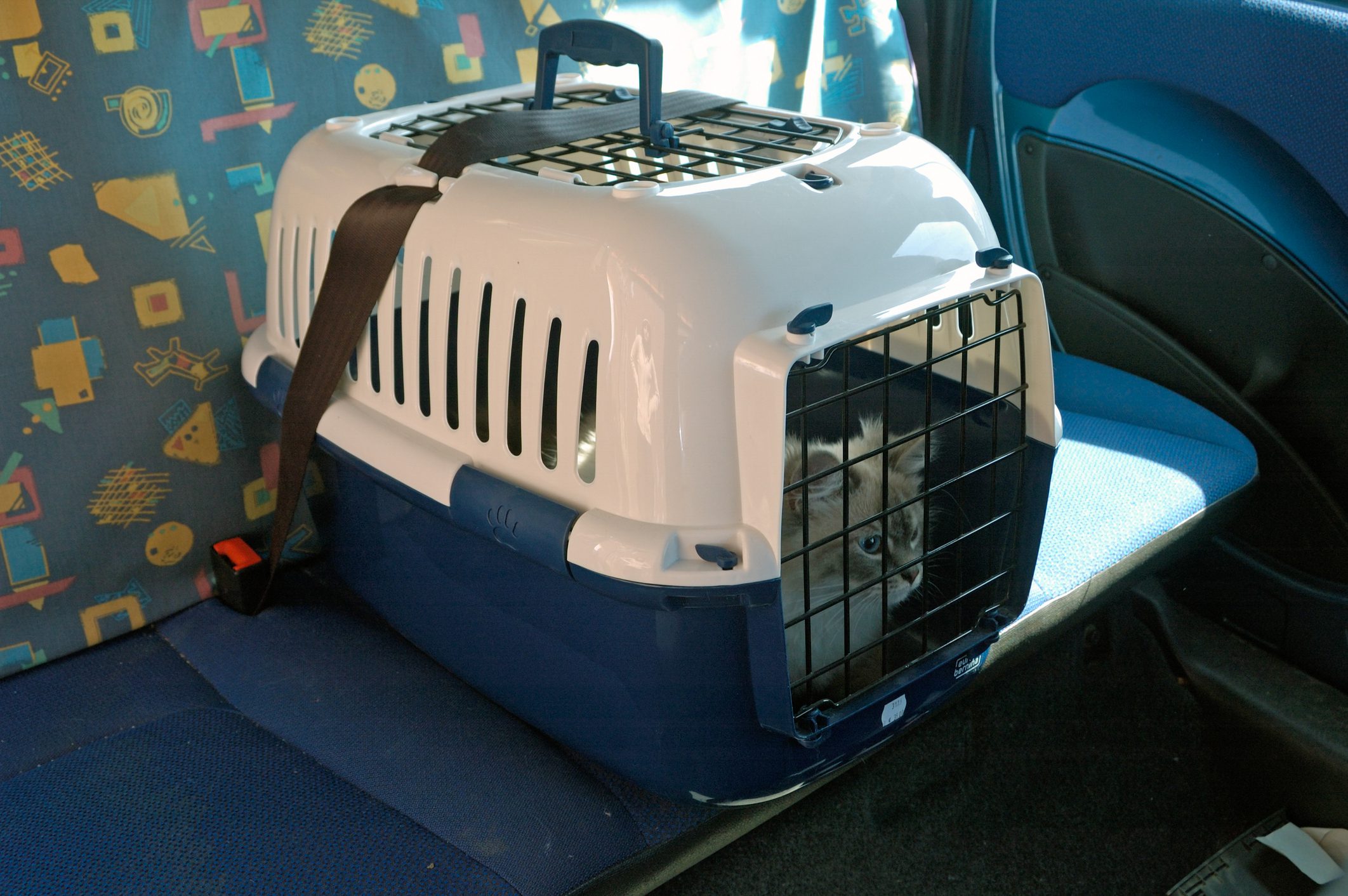 A cat sitting in its cage on the back of a car.
